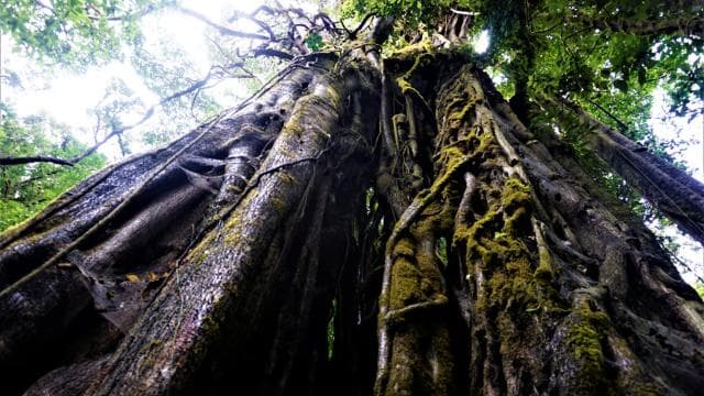 Monteverde: Curi-Cancha Reserve Tour with Entry Ticket — Guided tour and outdoor activity