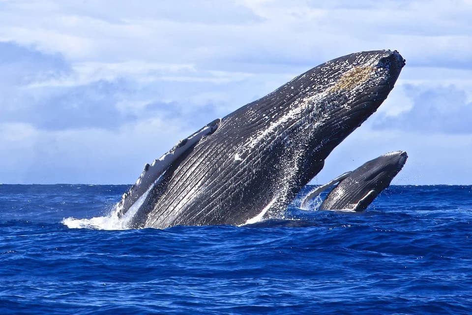 Whale Watching from Uvero Alto and Cayo Levantado (Bacardi Island) — Guided tour and outdoor activity