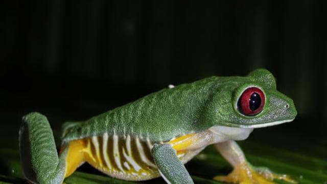 Manuel Antonio Night Jungle Tour — Guided tour and outdoor activity