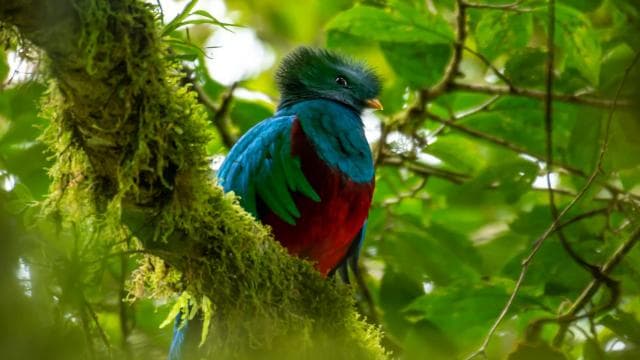 Monteverde: Exploring the Cloud forest — Guided tour and outdoor activity