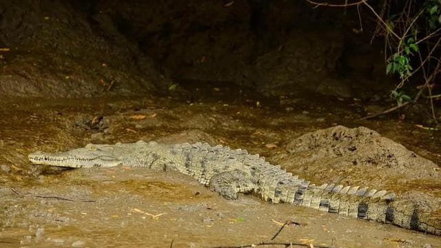 Tamarindo: Tamarindo Estuary Boat Tour with Naturalist Guide — Guided tour and outdoor activity