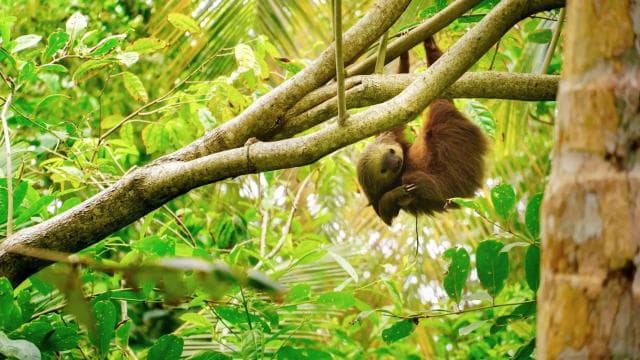 Tortuguero: Three Days & Two Nights All Included Tortuguero — Guided tour and outdoor activity