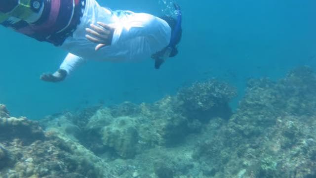 Playa Uvita: Caño Island Snorkeling Tour with Lunch — Guided tour and outdoor activity