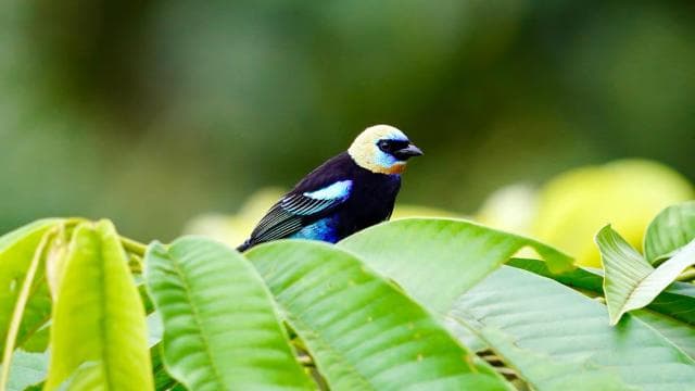 Manuel Antonio: Birdwatching exclusive tour — Guided tour and outdoor activity