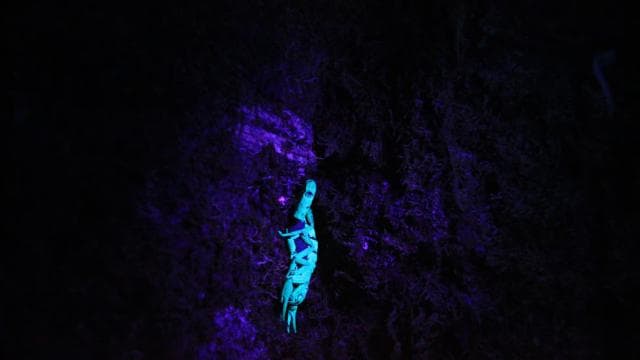 La Fortuna Night Walk in a High Biodiversity Rainforest — Guided tour and outdoor activity