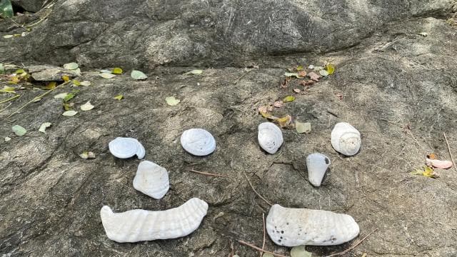 Turtle Nesting/Hatching on a secluded beach near Tamarindo — Guided tour and outdoor activity