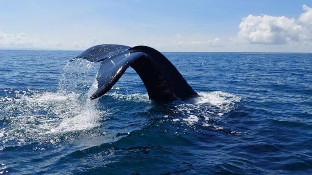 Marino Ballena National Park: Whale and Dolphin Watching — Guided tour and outdoor activity
