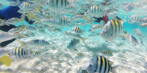 Cayo Arena: Paradise Island Tour Sosua o Cabarete — Guided tour and outdoor activity