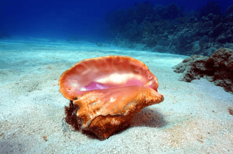 Bay of Pigs Scuba Diving Activity — Guided tour and outdoor activity