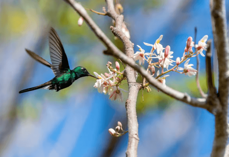 Tour durch den Nationalpark Ciénaga de Zapata — Guided tour and outdoor activity