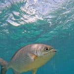 Punta Cana: Experience a Submarine Scooter with ScubaDoo — Guided tour and outdoor activity
