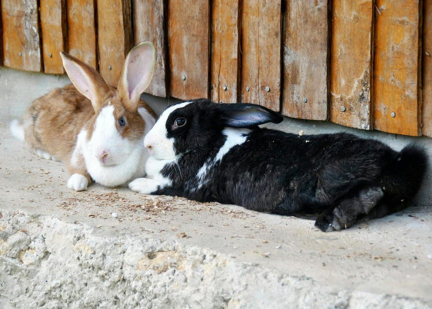 Punta Cana: Xploration Animal Park Bus Tour with Encounters — Guided tour and outdoor activity
