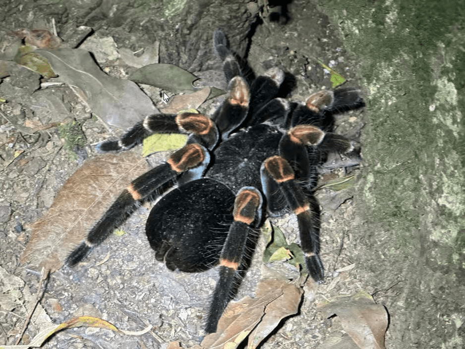 Monteverde: Night Walk with Guide and Flashlights — Guided tour and outdoor activity