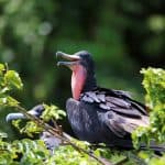 Los Haitises Boat Private trip – From La Romana — Guided tour and outdoor activity