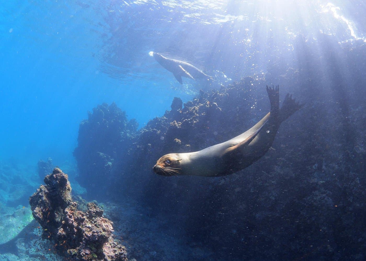 Isla Pinzón - Day Tour - From Santa Cruz - Islas Galápagos — Guided tour and outdoor activity