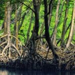 Samaná: Los Haitises National Park & Cayo Levantado Island — Guided tour and outdoor activity