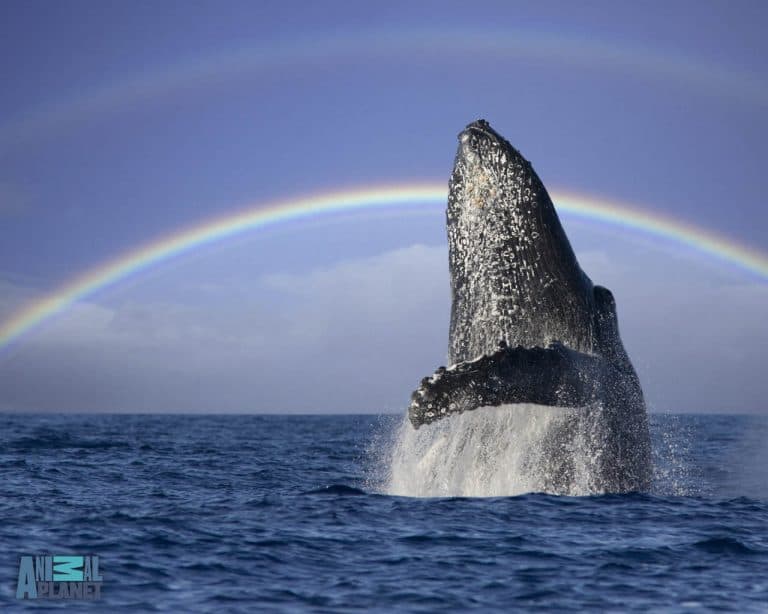 Las Terrenas: Samaná Whale Watching & Cayo Levantado (Bacardi Island) — Guided tour and outdoor activity