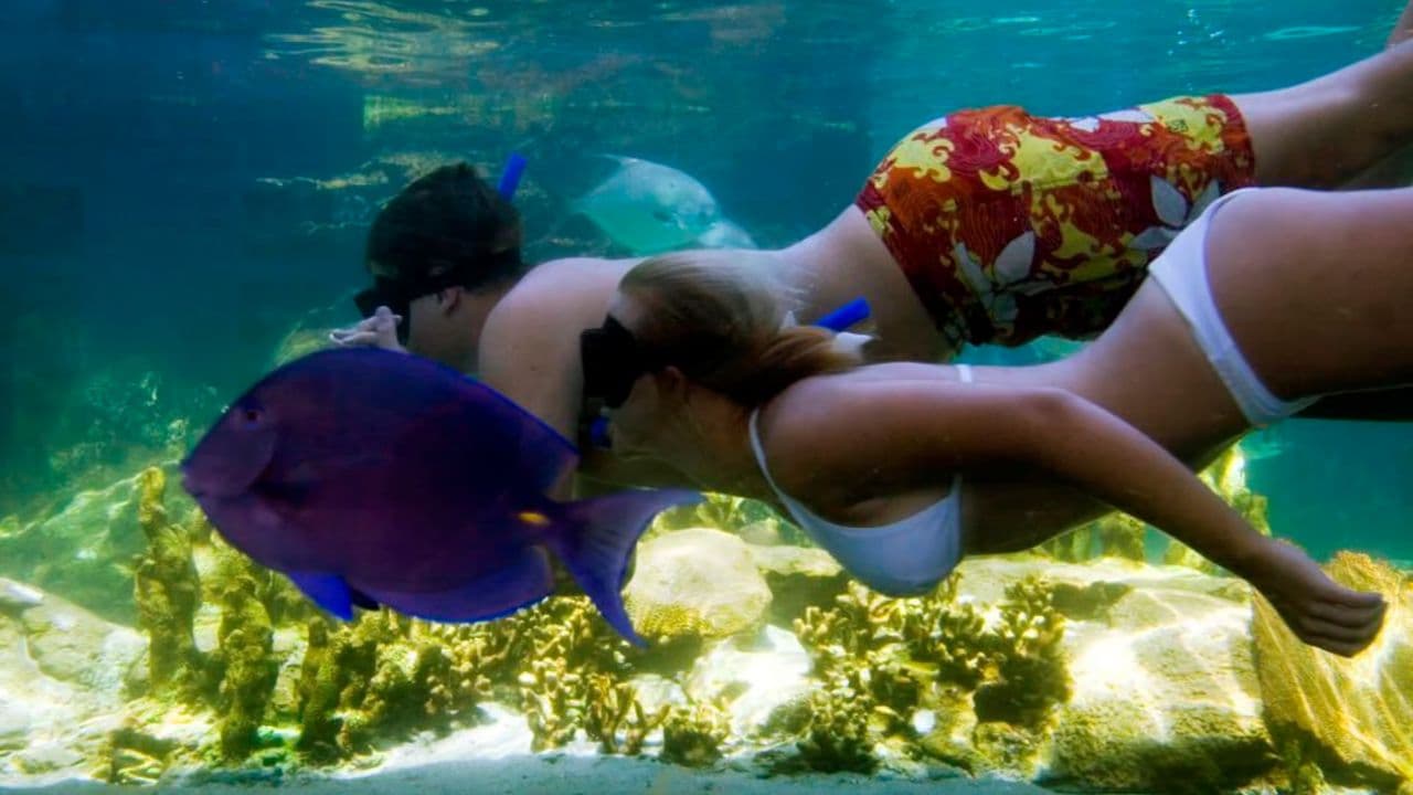 Puerto Plata Ocean World Adventure Park Taino bay Amber cove — Guided tour and outdoor activity