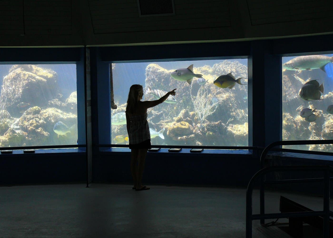 Coral World Ocean Park General Admission Ticket — Guided tour and outdoor activity