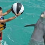 Punta Cana: Swim with Dolphins in the Pool — Guided tour and outdoor activity