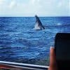 Samaná Whale Watching & Cayo Levantado (Bacardi Island) From La Romana — Guided tour and outdoor activity