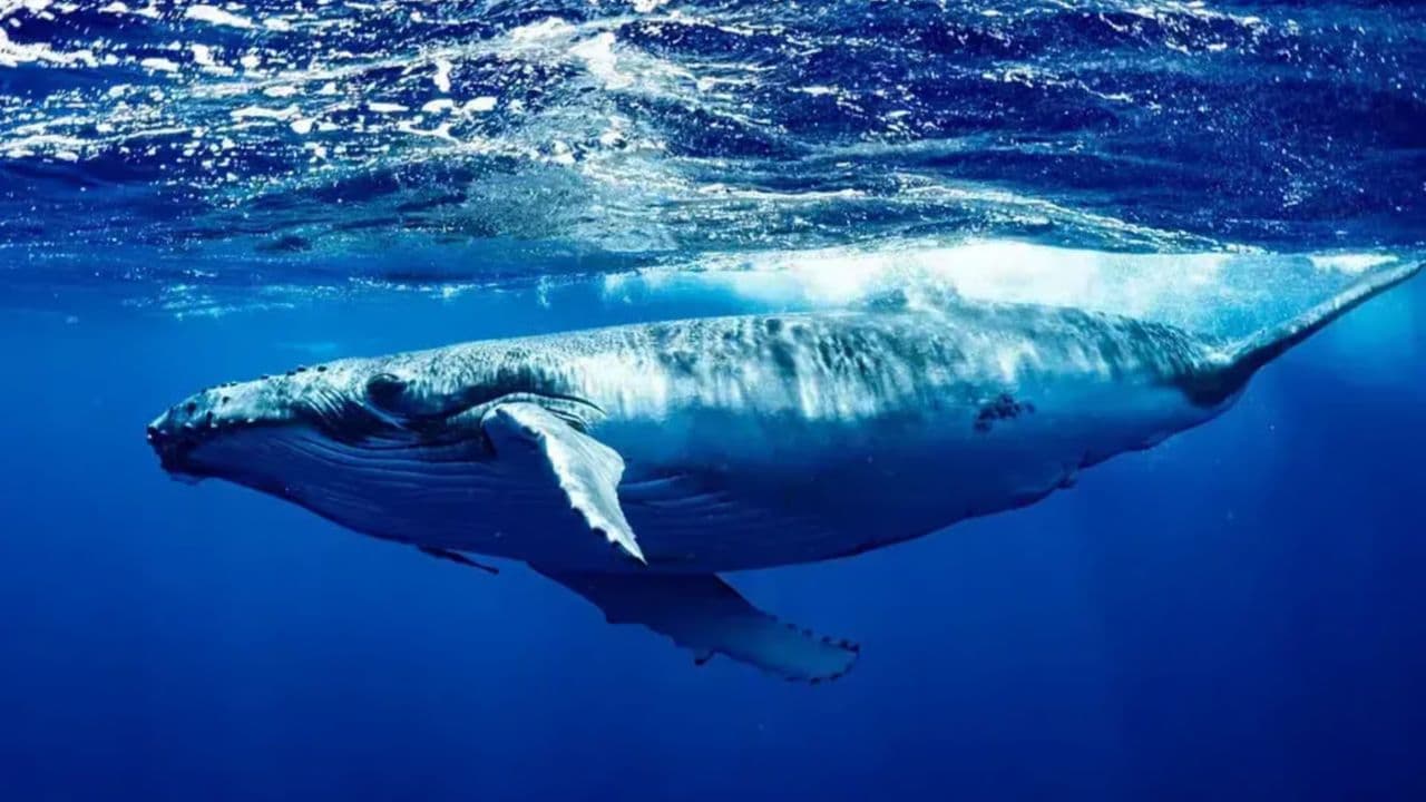 Whale Watching Tour in Samana — Guided tour and outdoor activity