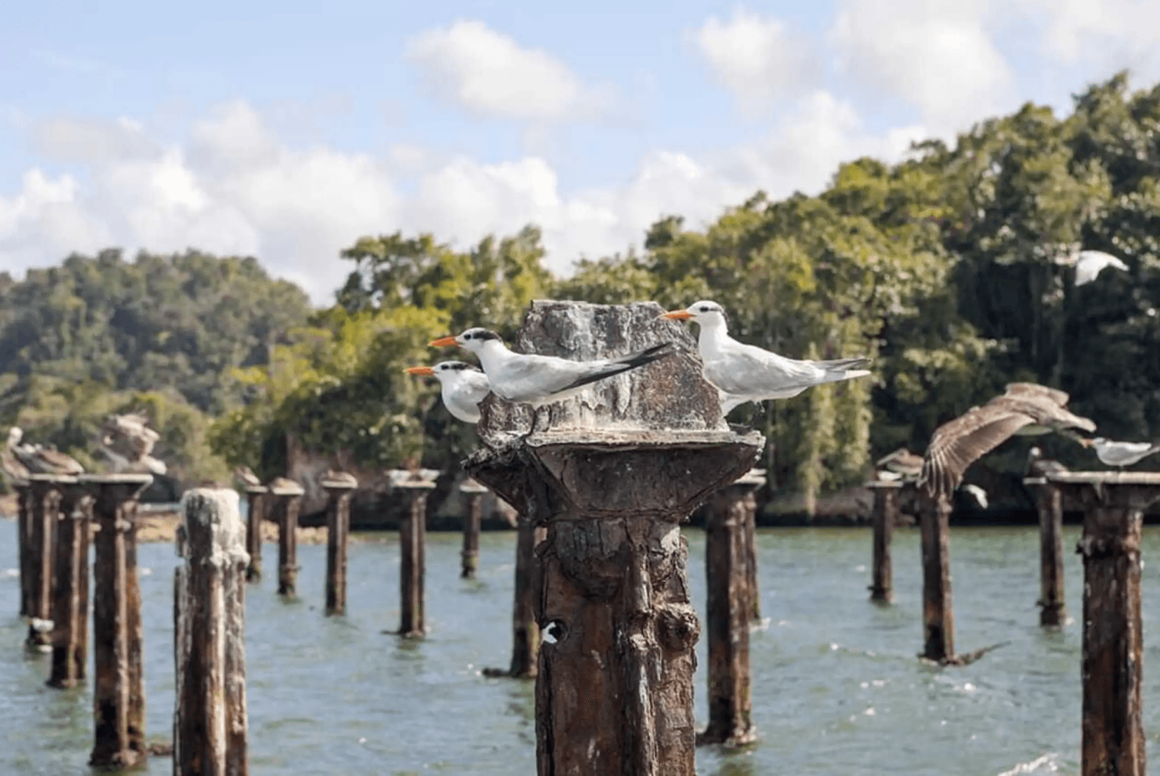 ? How to Plan a 2-Day Trip from Juan Dolio to Samaná & Los Haitises (Without Spending a Fortune)