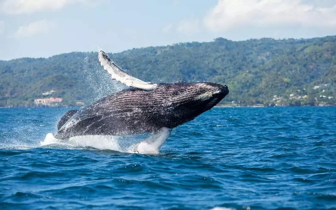 Whale Watching in Samaná: Best Tours & Season Guide 2027 - Visita Haitises Guide