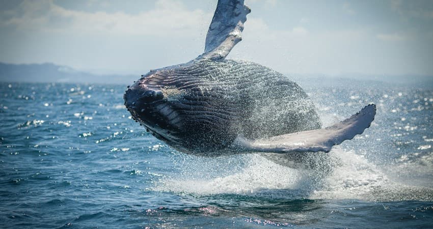 7 Best Whale Watching Tours in the Dominican Republic for 2027