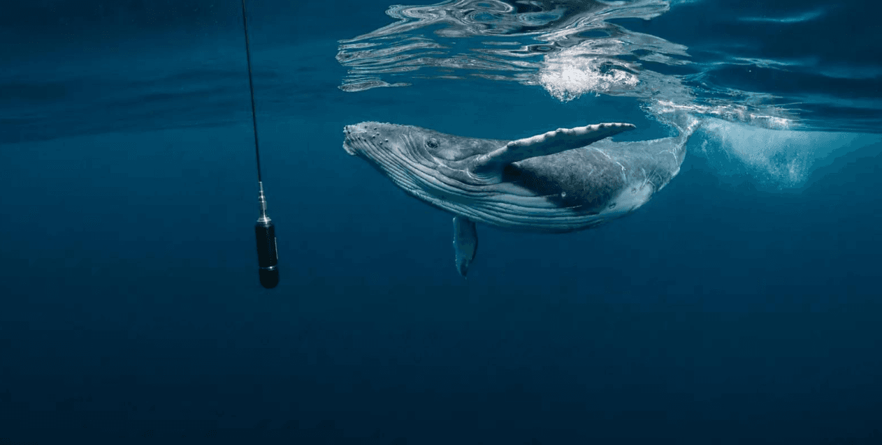 Cum își protejează balenele cu cocoașă pielea în ocean?