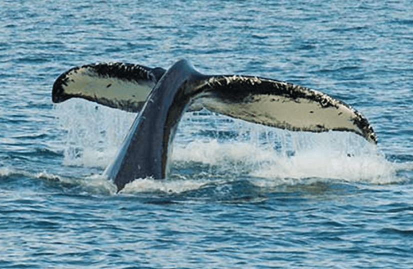 Comment les baleines à bosse contrôlent-elles leur flottabilité sous l’eau ?
