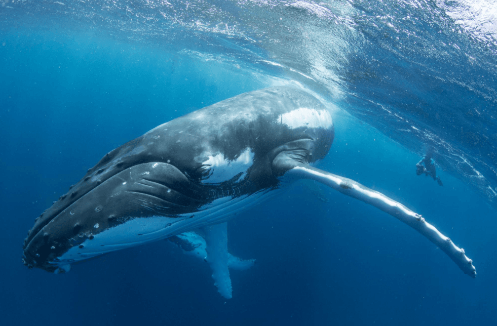 How Scientists Compare Whale Songs Across Breeding Seasons