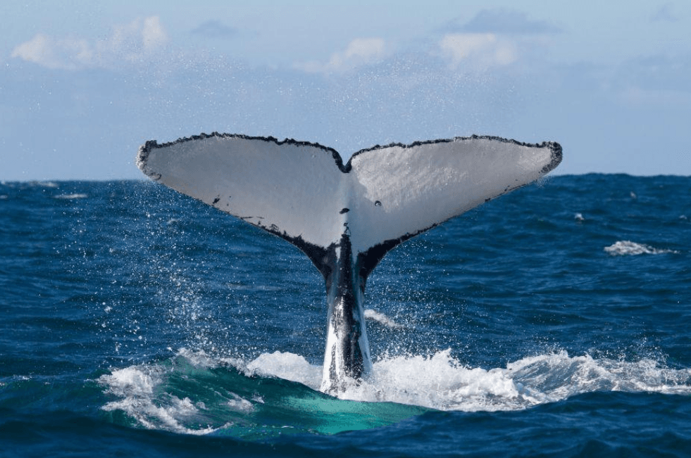 ¿Cuándo es la temporada de avistamiento de ballenas en Samaná? (2027) - Visita Haitises Guide