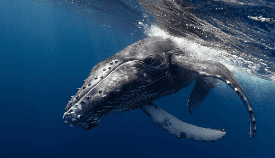 Cómo miden los científicos la complejidad del canto de las ballenas jorobadas