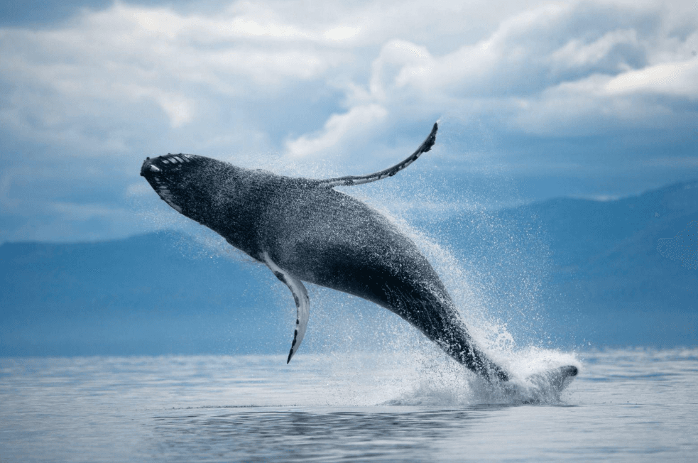 Humpback Whale vs. Blue Whale: 7 Key Differences