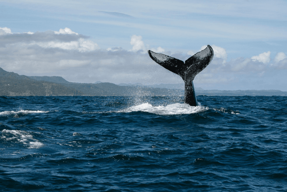 Are Humpback Whale Songs Learned or Innate?