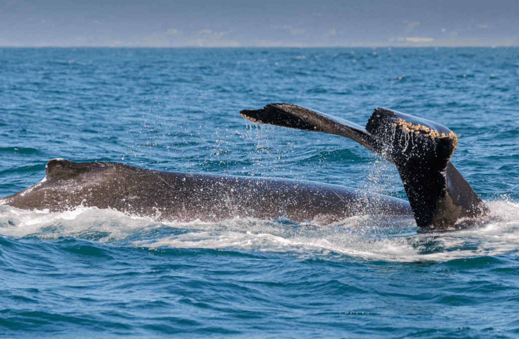 Come gli scienziati identificano le megattere che riposano nella baia di Samaná