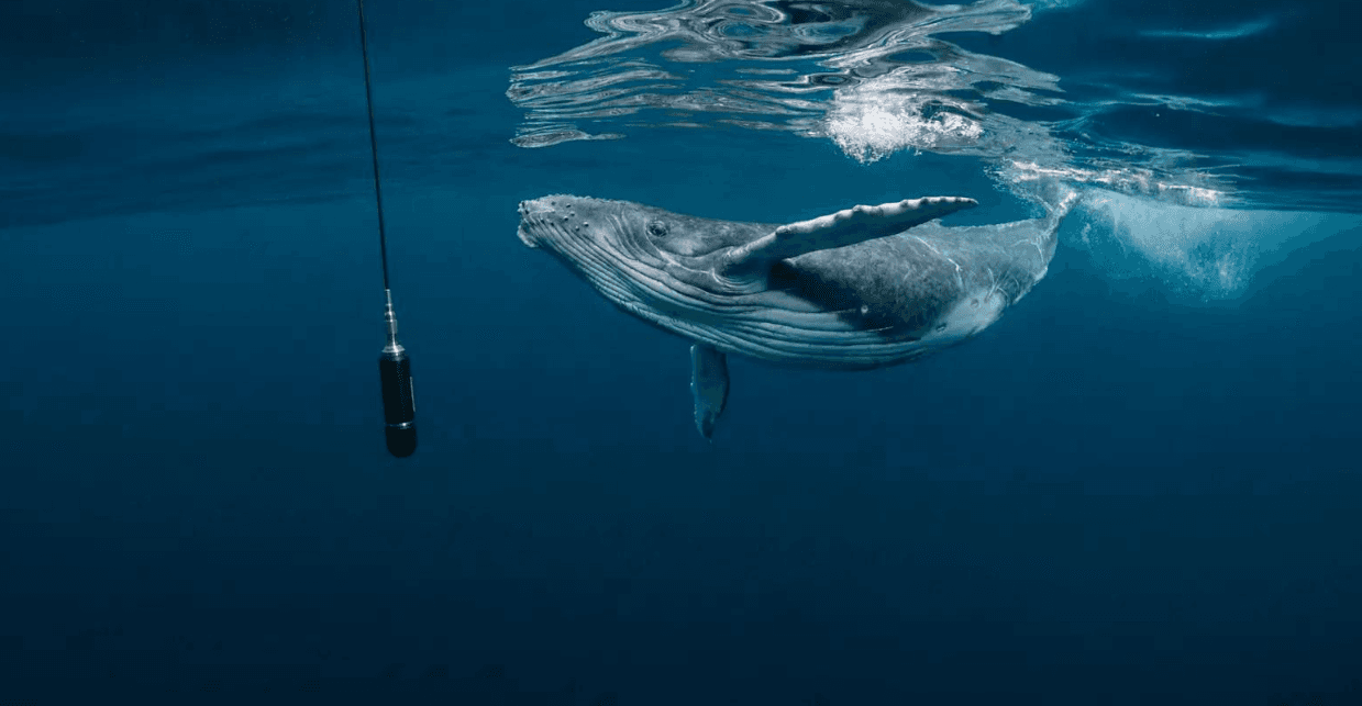 Cómo los científicos identifican las canciones de las ballenas jorobadas bajo el agua