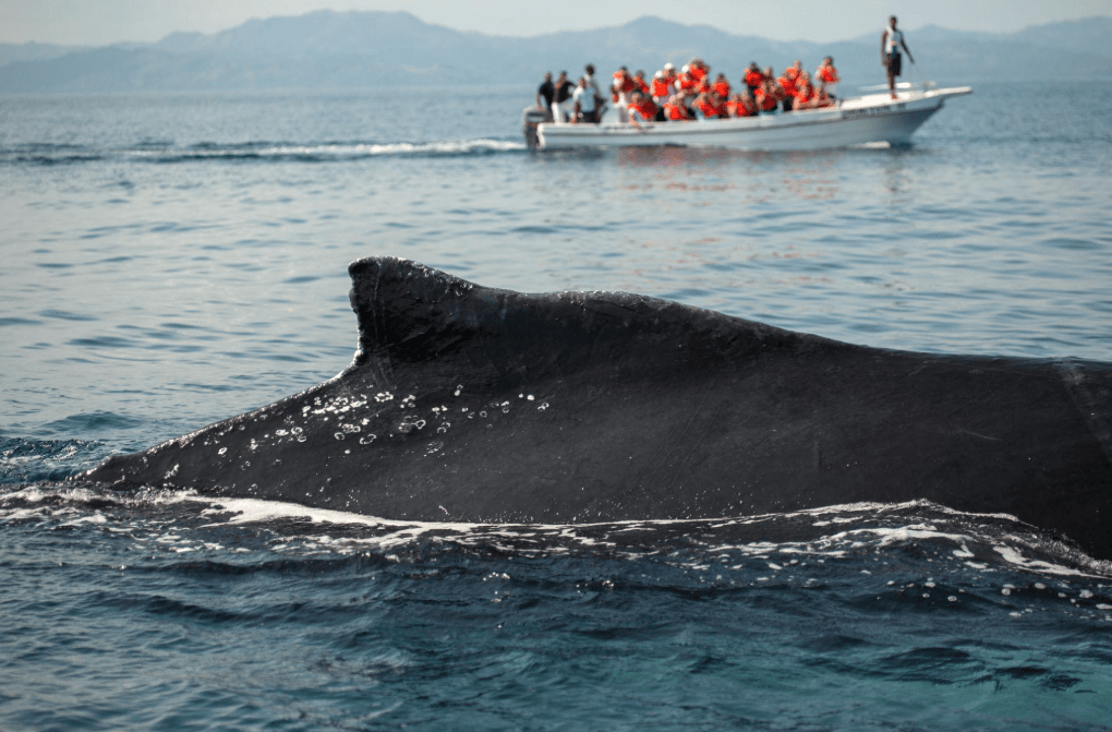 Why Do Humpback Whales Breach? 7 Possible Reasons