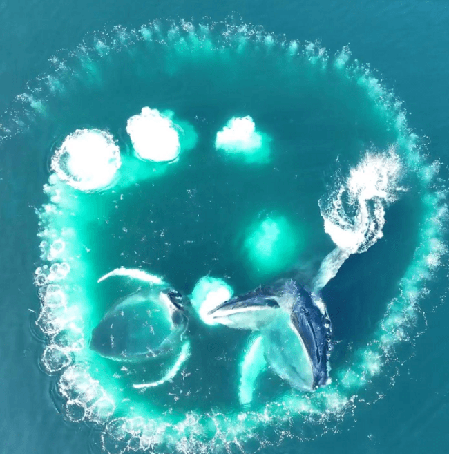 Accessible Whale Watching in Samaná: Visitor Guide - Visita Haitises Guide