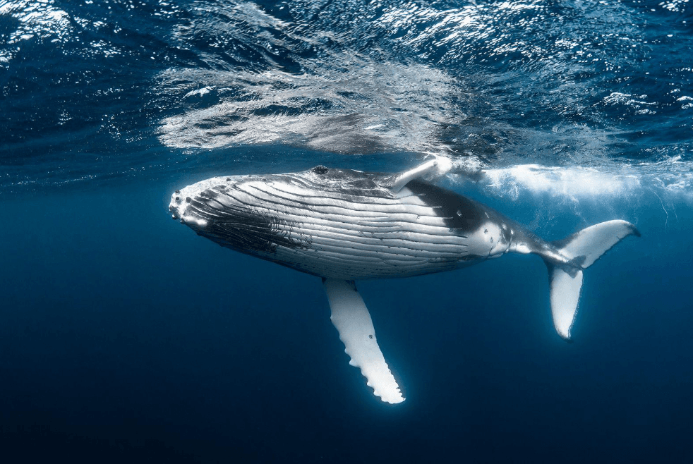 Cómo los científicos identifican secciones de los cantos de las ballenas jorobadas