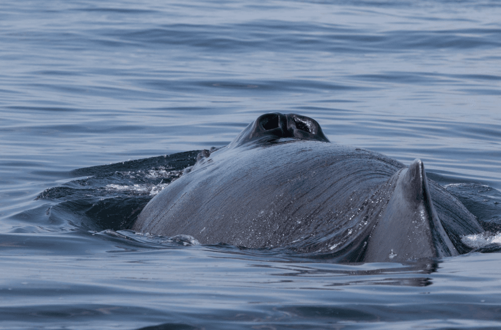 Where Are Humpback Whales Seen Most in Samaná Bay? - Visita Haitises Guide