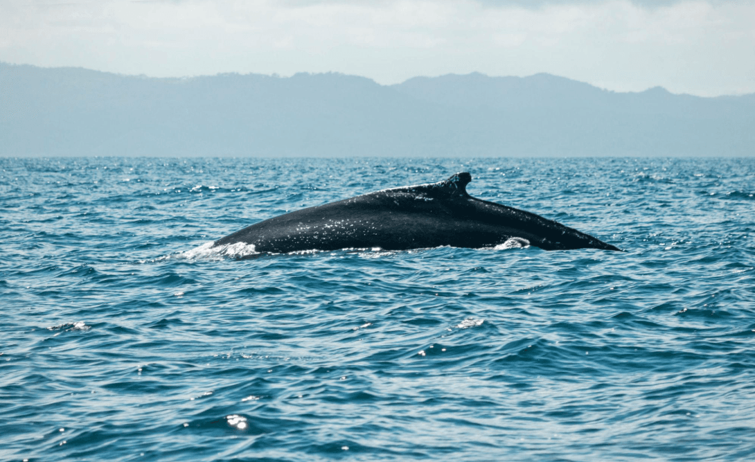 Cómo las ballenas jorobadas comparten canciones entre zonas de reproducción