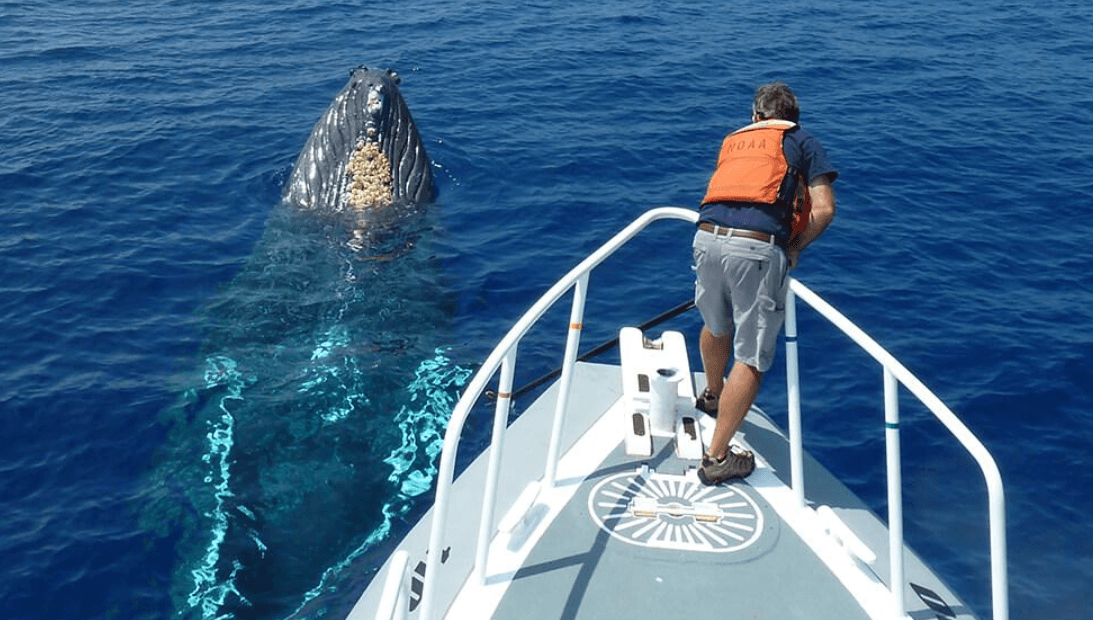 Cómo cambian las canciones de las ballenas jorobadas entre estaciones
