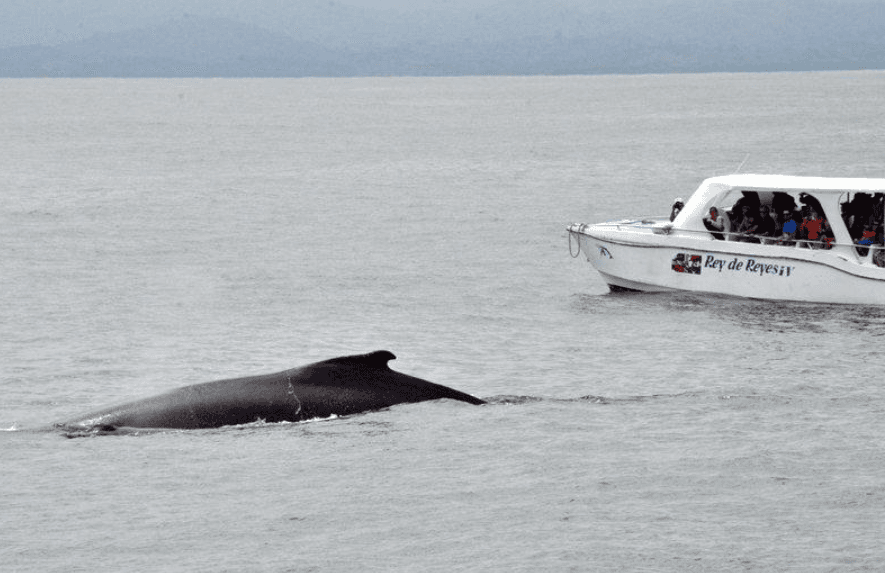 Actividad de canto de ballenas jorobadas: cambios estacionales