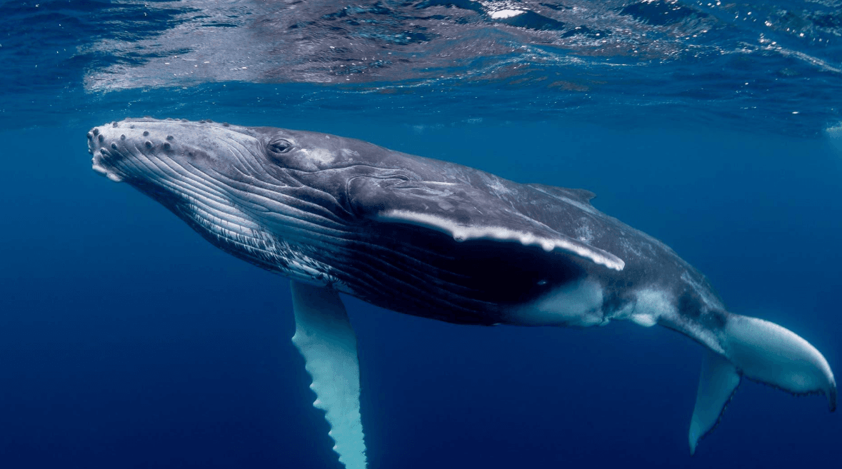 Canciones de ballenas jorobadas versus otros sonidos submarinos