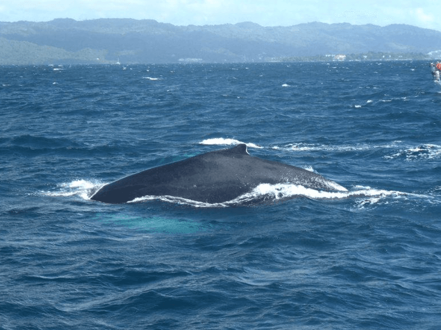 How Water Depth Influences Humpback Whales in Samaná Bay