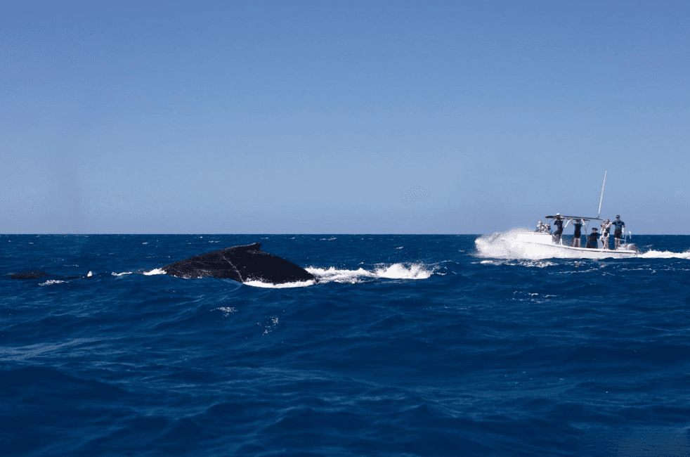 Sonidos y frecuencias de las ballenas jorobadas en la Bahía de Samaná