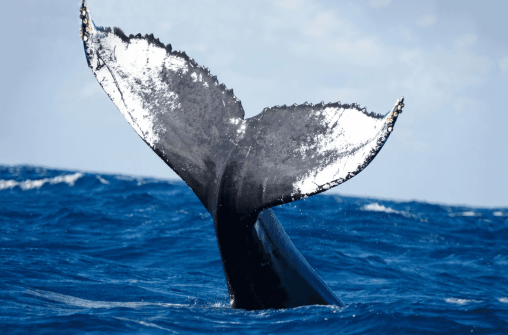 Cómo las ballenas jorobadas utilizan diferentes áreas de la Bahía de Samaná
