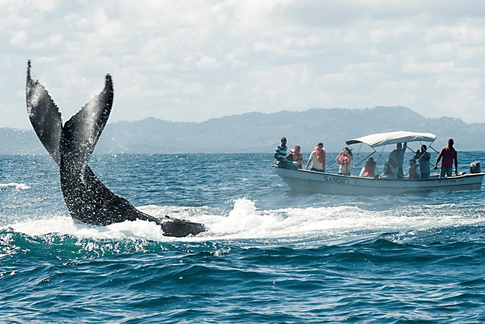 Why Do Humpback Whales Surface at an Angle in Samaná Bay?